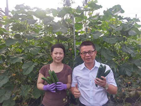 台雙碩士才女改務農 花盆種小黃瓜產量增2倍