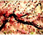 組圖：百花綻放 爭妍鬥豔