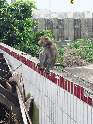 见台湾猕猴可怜当宠物养 男子遭送办