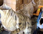 神秘客爬澳博物馆 3迅猛龙模型遭斩首