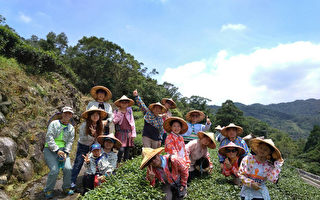 坪林以出產包種茶、東方美人茶聞名，為營造人鳥共生、蟲鳴鳥叫的和諧生態，台灣大學城鄉所與坪林當地茶農合作推出生態友善農產品「台灣藍鵲茶」。 （黃柏鈞提供）(中央社)
