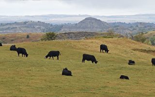 美国养牛协会高级官员盛赞川普总统致力于推动农业发展。(ROBYN BECK/AFP/Getty Images)