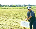桃市治重金属污染 农地停耕可获补助