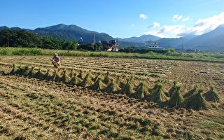 金山友善稻作見成效 預計收成65公噸