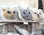 领养代替购买 猫咪博览会人猫双赢