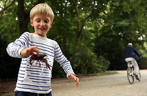8月24日，柏林動物園區出現北美小龍蝦。一個5歲法國男孩看到後，把一隻龍蝦抓了起來。 (Adam Berry/Getty Images)