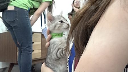 待领养的小猫，脖子上配戴纸项圈。（王姿懿／大纪元）