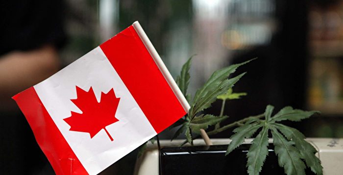 邻居种大麻你能怎么办 大麻合法化将带来的无解题 吸食大麻 大纪元