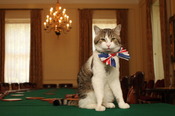 LONDON - APRIL 28: Larry, the Downing Street cat, gets in the Royal Wedding spirit in a Union flag bow-tie in the Cabinet Room at number 10 Downing Street on April 28, 2011 in London, England. Prince William will marry his fiancee Catherine Middleton at Westminster Abbey tomorrow. (Photo by James Glossop - WPA Pool/Getty Images)