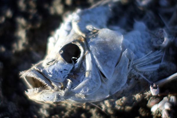 因為人類的污染，很多海洋生物死於非命。(David McNew/Getty Images)