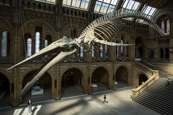 自然历史博物馆的大厅来了新主人。一副有126年历史的蓝鲸骨骼替代了原先的仿制恐龙骨骼。蓝鲸的名字是希望（Hope）( Rob Stothard/Getty Images)