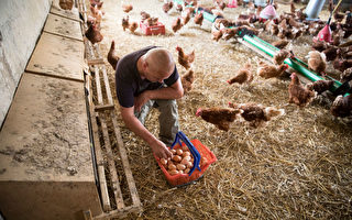 德國蛋農在收集有機雞蛋。(Axel Schmidt/Getty Images)