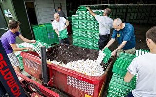 8月3日，荷兰一间农场正在销毁受杀虫剂普芬尼污染的鸡蛋(PATRICK HUISMAN/AFP/Getty Images)
