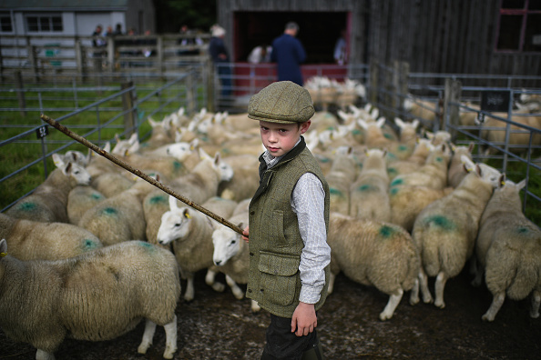 苏格兰牧童。近日，苏格兰的Lairg举行了一场羊羔大拍卖。这是北欧最大的一天性牲畜市场，苏格兰北部有大约两万只羊被送到这里拍卖。图为九岁的牧童Rory Scott把羊群赶进羊圈里。( Jeff J Mitchell/Getty Images)
