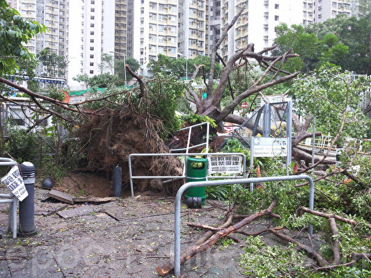 联合医院外有一棵约10米高大树被强风吹倒，进出医院的车路一度全线需要封闭。（读者提供）
