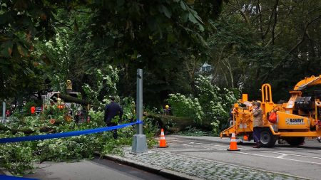 中央公园传出意外，一棵大树倒下后压伤四人。