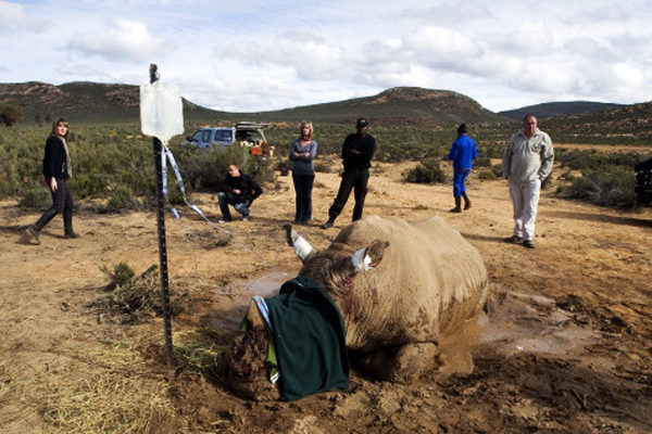 偷猎人锯掉了这只白犀牛的角。兽医赶到了，给它打上了点滴。（RODGER BOSCH/AFP/Getty Images）