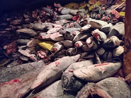 一艘中国渔船被发现捕有300吨冷冻的近灭绝或濒危物种，包括锤头鲨（Hammerhead Shark），20名中国船员被厄瓜多尔判刑入监。（厄瓜多尔环境部/法新社/盖蒂图片）
