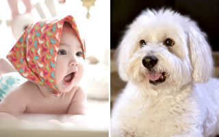 1岁宝宝跟狗狗形影不离 他们的友谊让你笑得合不拢嘴