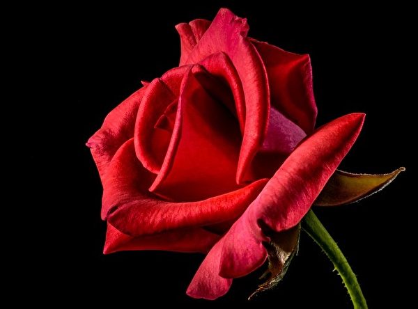 玫瑰花。(Pixabay)
