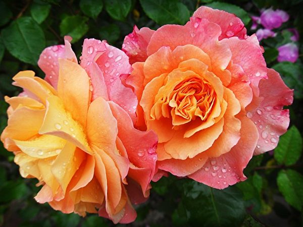 雨打玫瑰愈發嬌豔。(Pixabay)