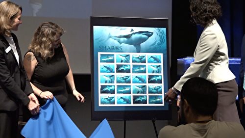 長灘水族館鯊魚紀念郵票發行揭幕儀式。（王姿懿／大紀元）