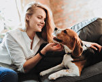 主人懷孕6週 瞞不過比格犬 牠太開心了