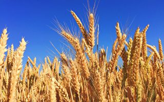 乌克兰黑海港口遭袭后 小麦价格飙升