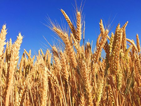 粮食专家警告全球小麦供应仅剩“10周”