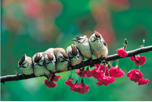 冠羽画眉 (Yuhina brunneiceps) 是台湾特有鸟类,体长 12~13 公分,体态短小敏捷,头顶则有镶黑边的栗褐色羽冠。(图片来源/林英典摄影/沈圣峰提供)