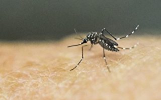 本週，橙縣病媒控制中心（Orange County Mosquito and Vector Control District）警告居民，當地伊蚊（Aedes）數量劇增。（LUIS ROBAYO/AFP/Getty Images）