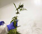 沒準備好！加警方報怨聯邦大麻立法太倉促