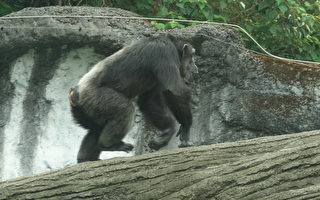 动物园黑猩猩攀枝条  离开展场吓坏游客
