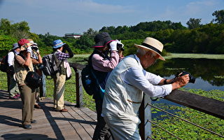 日本鳥友 鳥松濕地探訪黃鸝行蹤