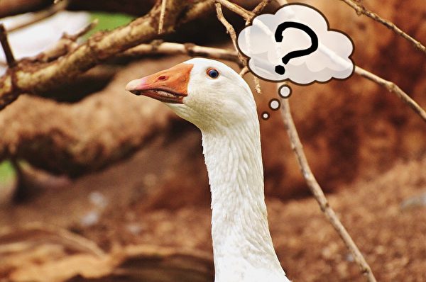 鵝曰：撲火的不是我。（Pixabay／大紀元製圖）
