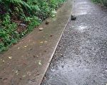 宜兰持续大豪雨 很多自然步道封闭