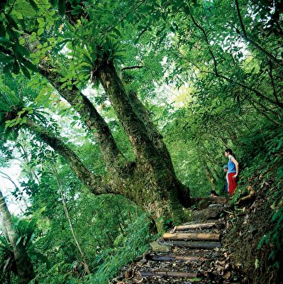圣母登山步道环境得天独厚，自然生态资源丰富。（罗东林管处提供）