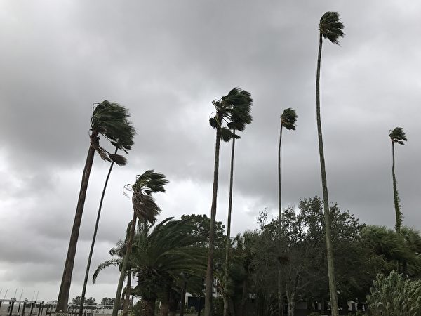 清水灣地區颶風過後隨風搖動的棕櫚樹.（ 周子定/大紀元）