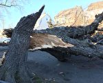 大風刮斷樹倒在你家地上  誰來管？