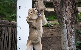 給獅子量身高就這麼量！(CHRIS J RATCLIFFE/AFP/Getty Images)