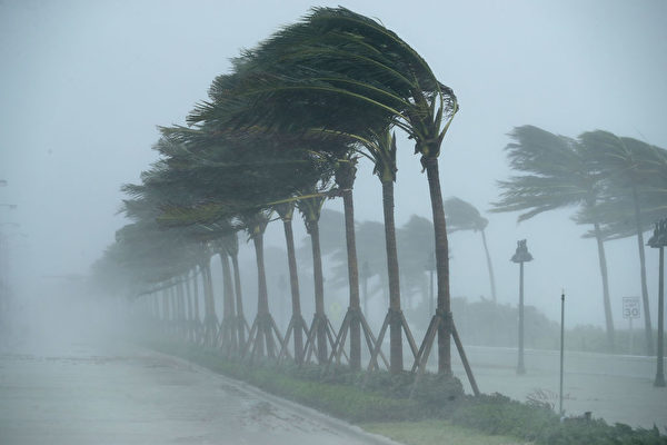 10日，勞德代爾堡街頭颶風中的棕櫚樹。(Chip Somodevilla/Getty Images)