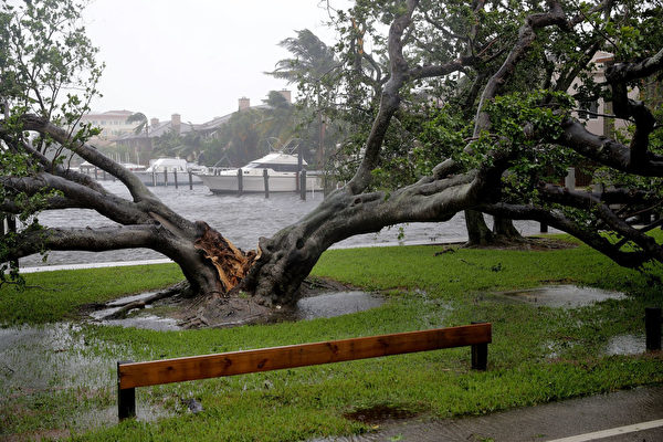 10日，佛州勞德代爾堡街頭的一棵大樹被劈成兩半。 (Chip Somodevilla/Getty Images)