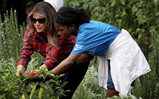 组图：梅拉尼娅在白宫花园和孩子们种菜