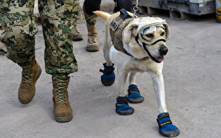 墨西哥地震英雄：搜救犬戰績驕人爆紅