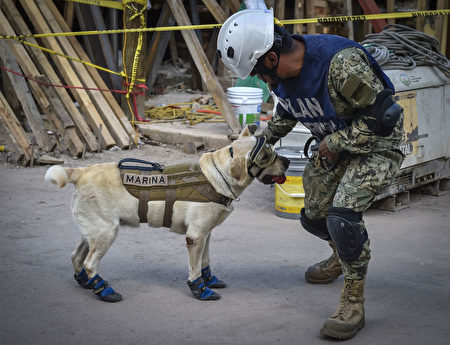 墨西哥地震救援現場，搜救犬弗瑞達與牠的控犬員阿勞茲。(OMAR TORRES/AFP/Getty Images)