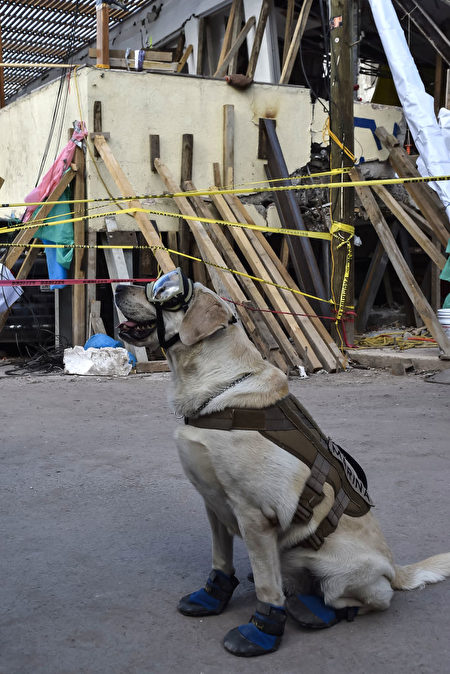 墨西哥地震救援現場，搜救犬弗瑞達獲准原地休息。(OMAR TORRES/AFP/Getty Images)
