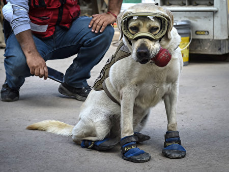 搜救犬弗瑞達服役數年來已經參與過很多次搜救工作。(OMAR TORRES/AFP/Getty Images)