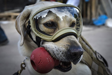 搜救犬弗瑞達在救災現場積極尋找失蹤者。(OMAR TORRES/AFP/Getty Images)