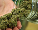 加拿大明年7月大麻合法化 華人籲政府管理好