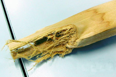 撕开TPE环保人造木材，看见树木的木质纤维。（微细科技提供）